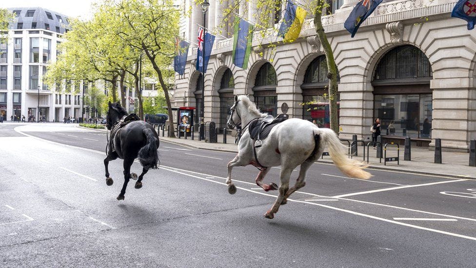 London horses: 'Too early to know' if Cavalry horses will return to duty -  BBC News