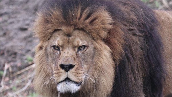Would lions still want to kill or eat somebody if they're not hungry, like  they see a random person and the lion isn't hungry, would it still kill? -  Quora
