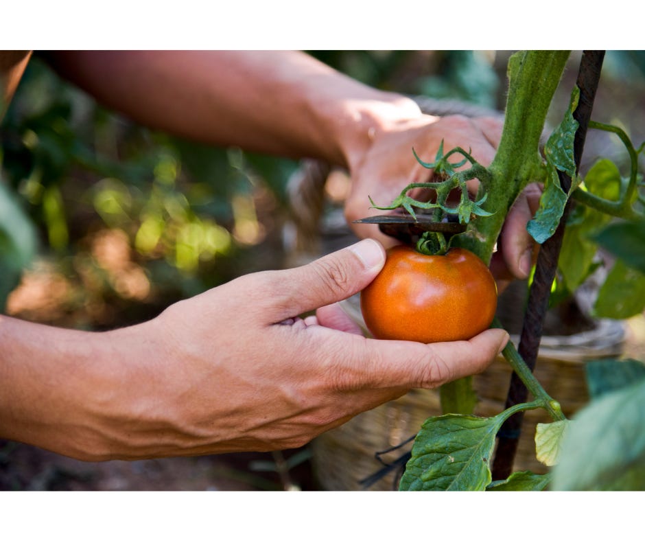 hands picking a tomato from the vine