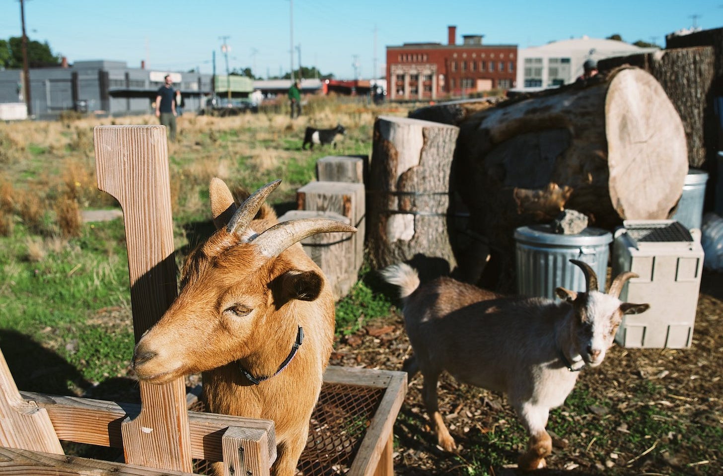 Belmont Goats, Southeast Portland's famous hooved residents, head east for  Lents - oregonlive.com