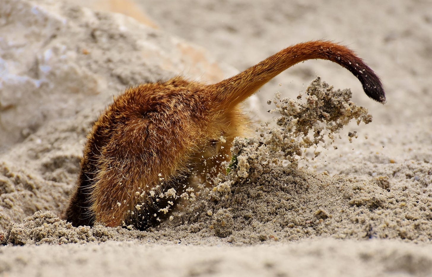 A meerkat digs a hole in the sand near a whitish-orange rock. Only the rust-brown hindquarters and tail are visible, the remainder of the meerkat being down the hole. The camera has caught a spray of damp sand shooting up into the air from between its hind legs.