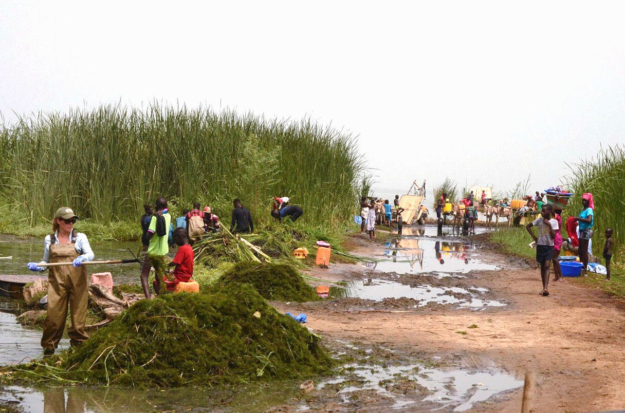 Villagers clearing lake of vegetation + snails