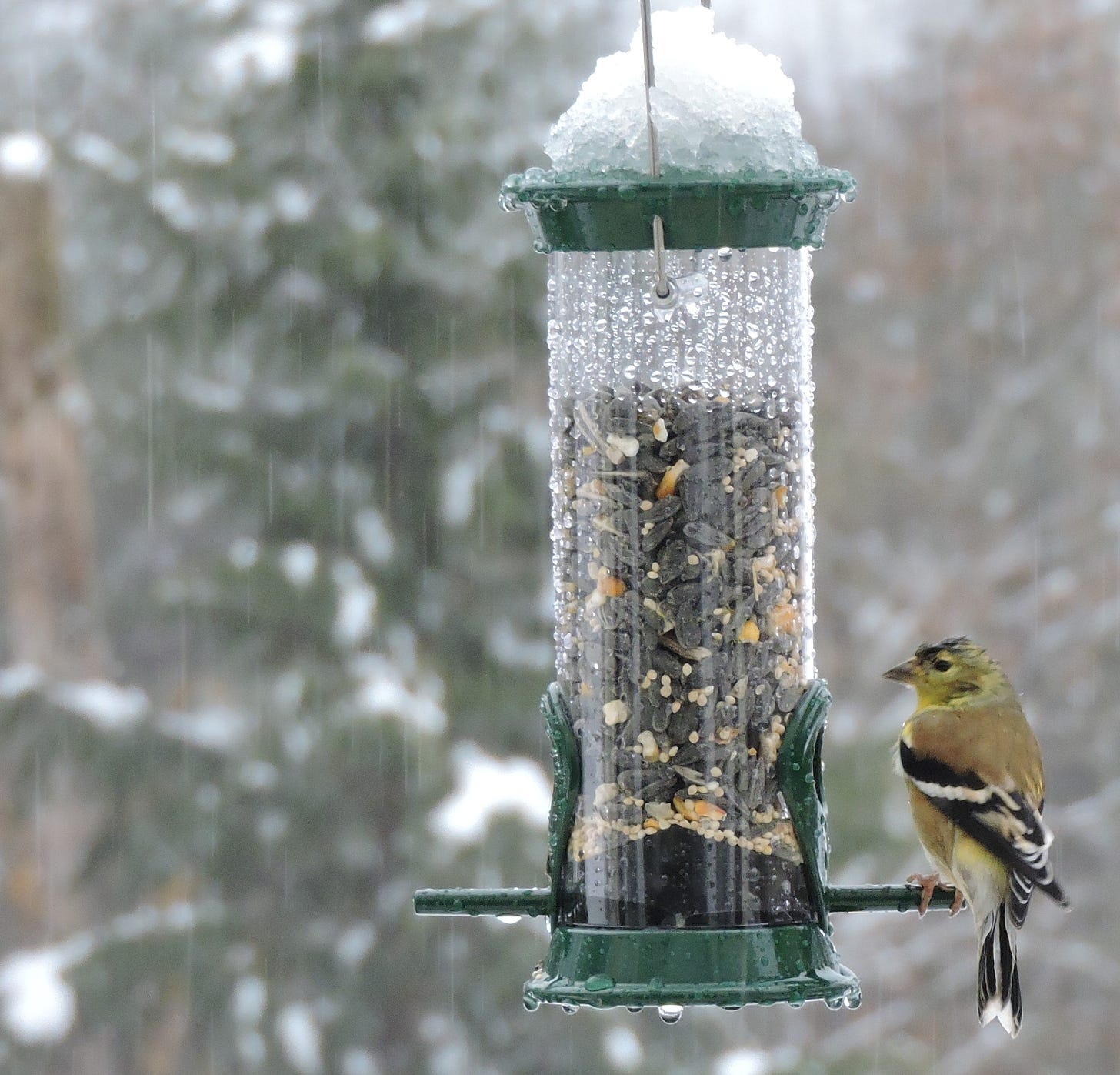 A goldfinch looking stoic at the feeder on a snowy day