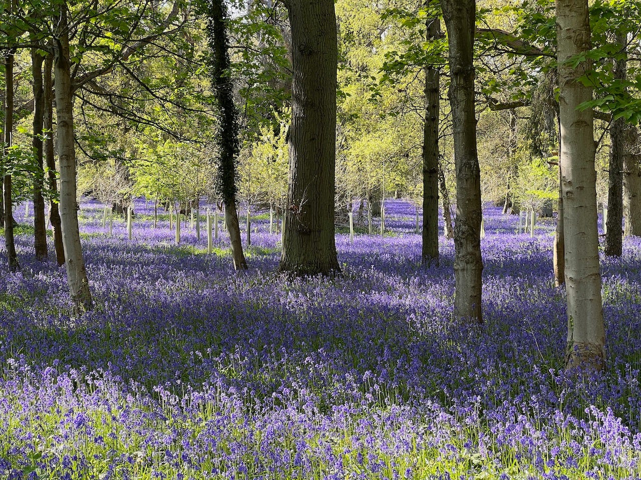 Photo by Author — Bluebells at their peak in my local woods