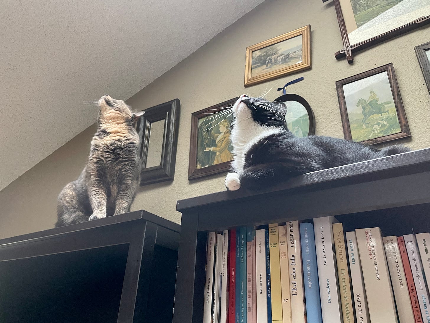 Two cats are on top of a tall black bookcase. On the left stands a dilute tortie; on the right, a tuxedo cat is sitting like a loaf. Both are looking upward toward a light source, and since they are photographed from below, all that is visible of their faces is their chins.