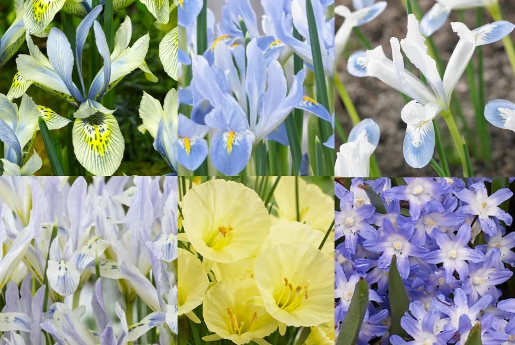 six different images of Blue and yellow and white flowers and spring bulbs