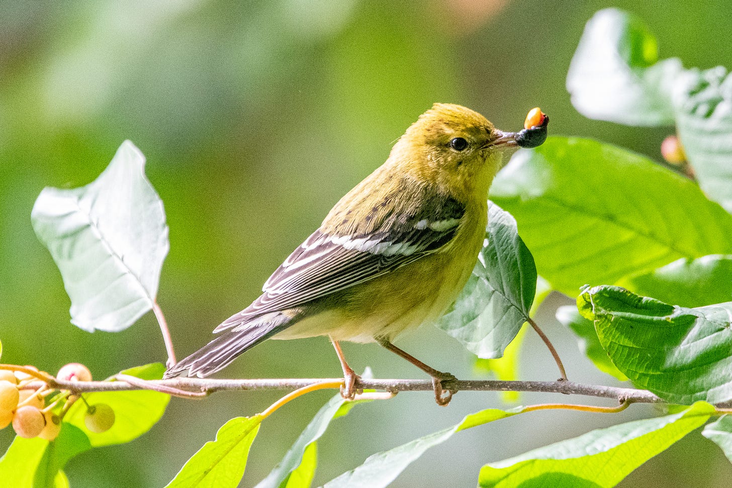 A blackpoll warbler, a small olive bird with black wings and white wing bars and with a black eyeline, is perched on a thin branch with a berry in its beak, the pulp and seed poking out of the berry's skin