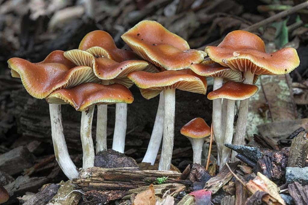 Hallucinogenic mushrooms with psychedelic properties