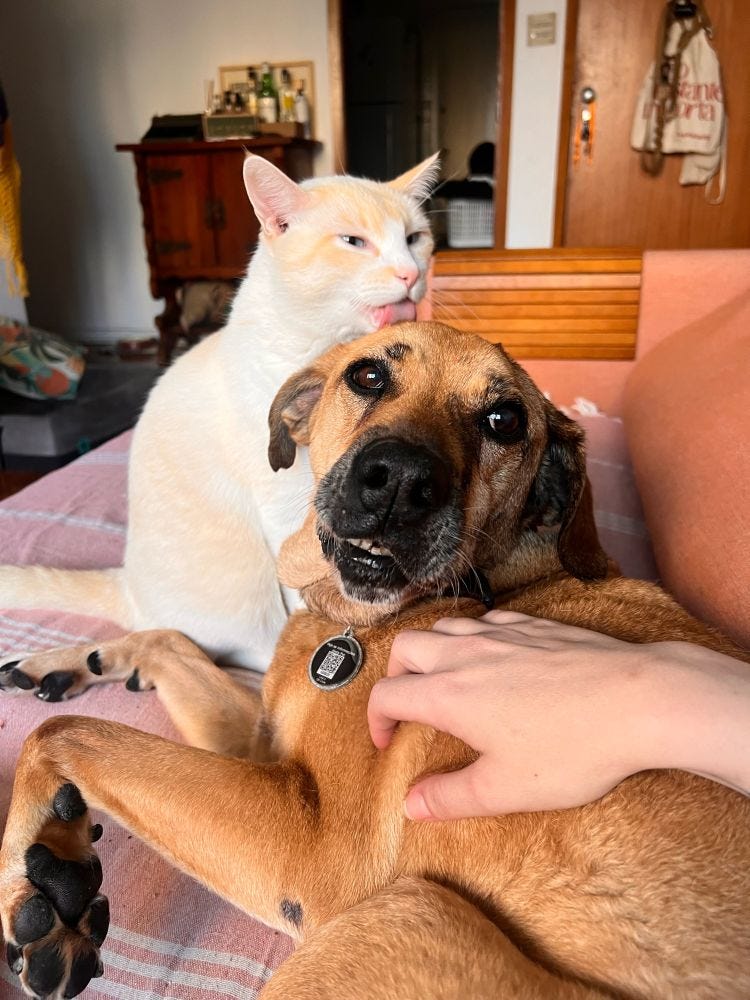 Cão Bartolomeu deitado no meu sofá e recebendo lambida na cabeça do gato Bartolomeu