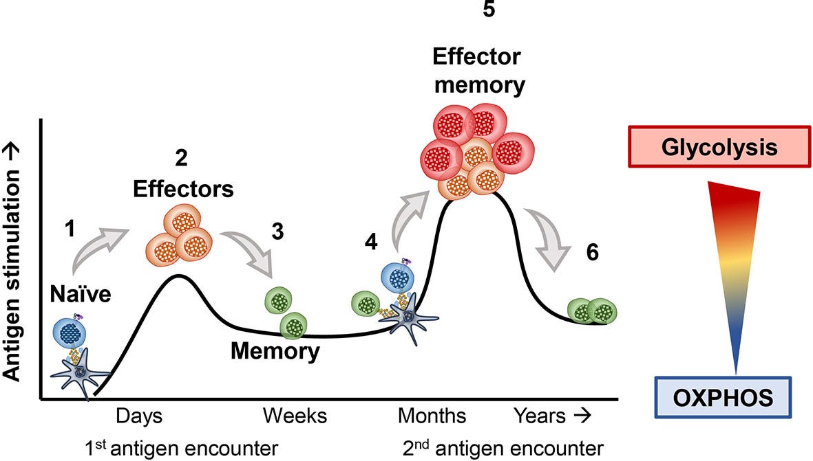 Frontiers | Fundamentals of T Cell Metabolism and Strategies to Enhance  Cancer Immunotherapy