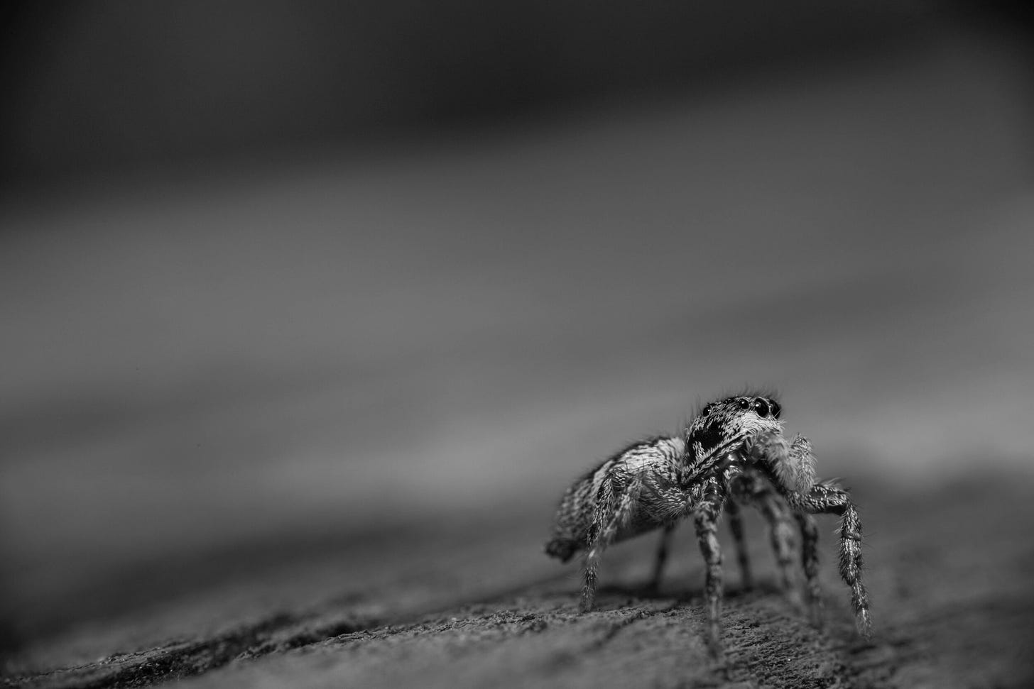 A Lonesome Zebra Jumping Spider&nbsp;