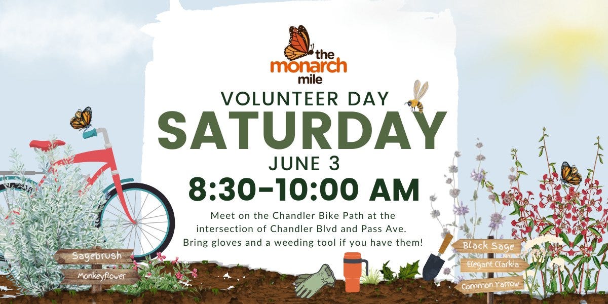 May be an image of bicycle and text that says 'the monarch mile VOLUNTEER DAY SATURDAY JUNE 3 8:30-10:00 AM Meet on the Chandler Bike Path the intersection of Chandler Blvd and Pass Ave. Bring gloves and a weeding tool if you have them! Sagebrush Monkeyflower . Black Elegant egn Clarkia CommonYarrow Yarrow'