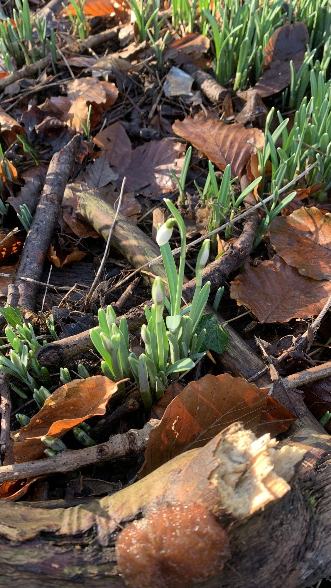 The first snowdrops emerge from the forest floor.