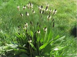 Ribwort Plantain: My 5 favourite uses ...