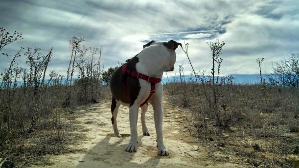 Ruby in field3