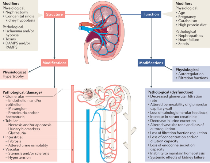Conceptual advances and evolving terminology in acute kidney disease | Nature  Reviews Nephrology