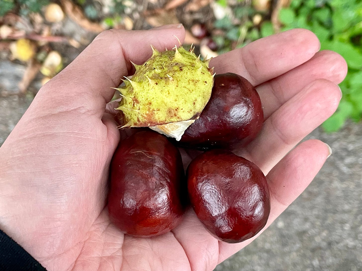 A hand holds three horse chestnuts