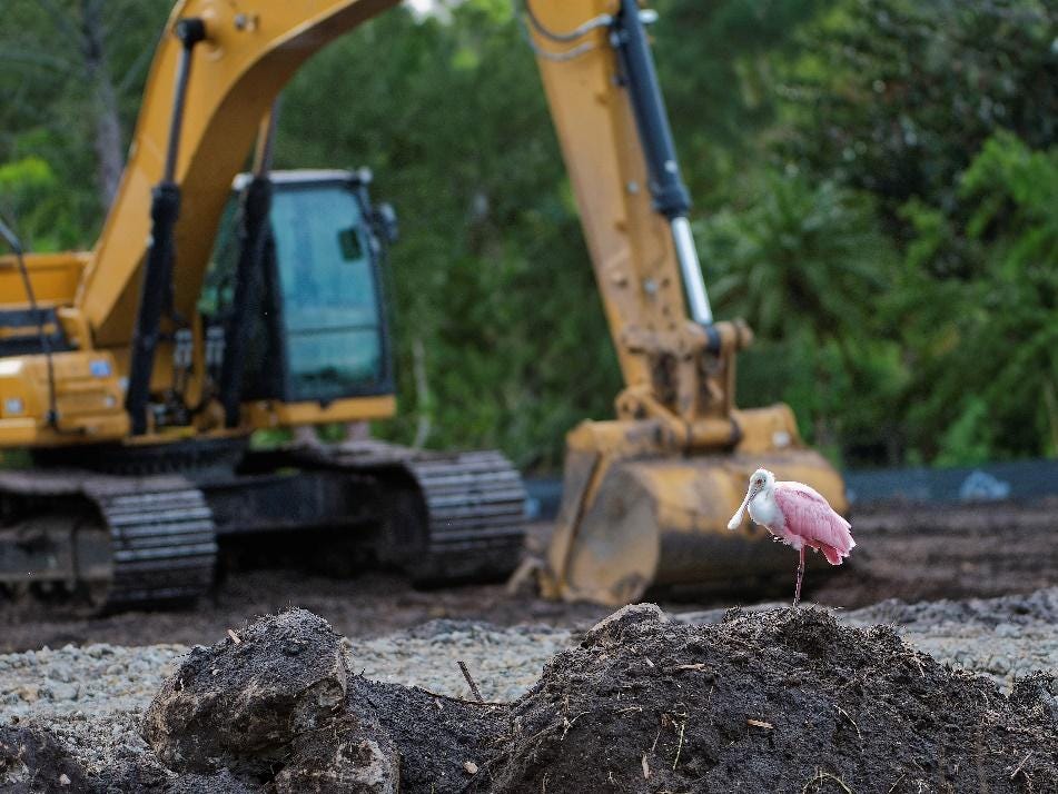 A bird standing on a dirt pile near a bulldozer

Description automatically generated