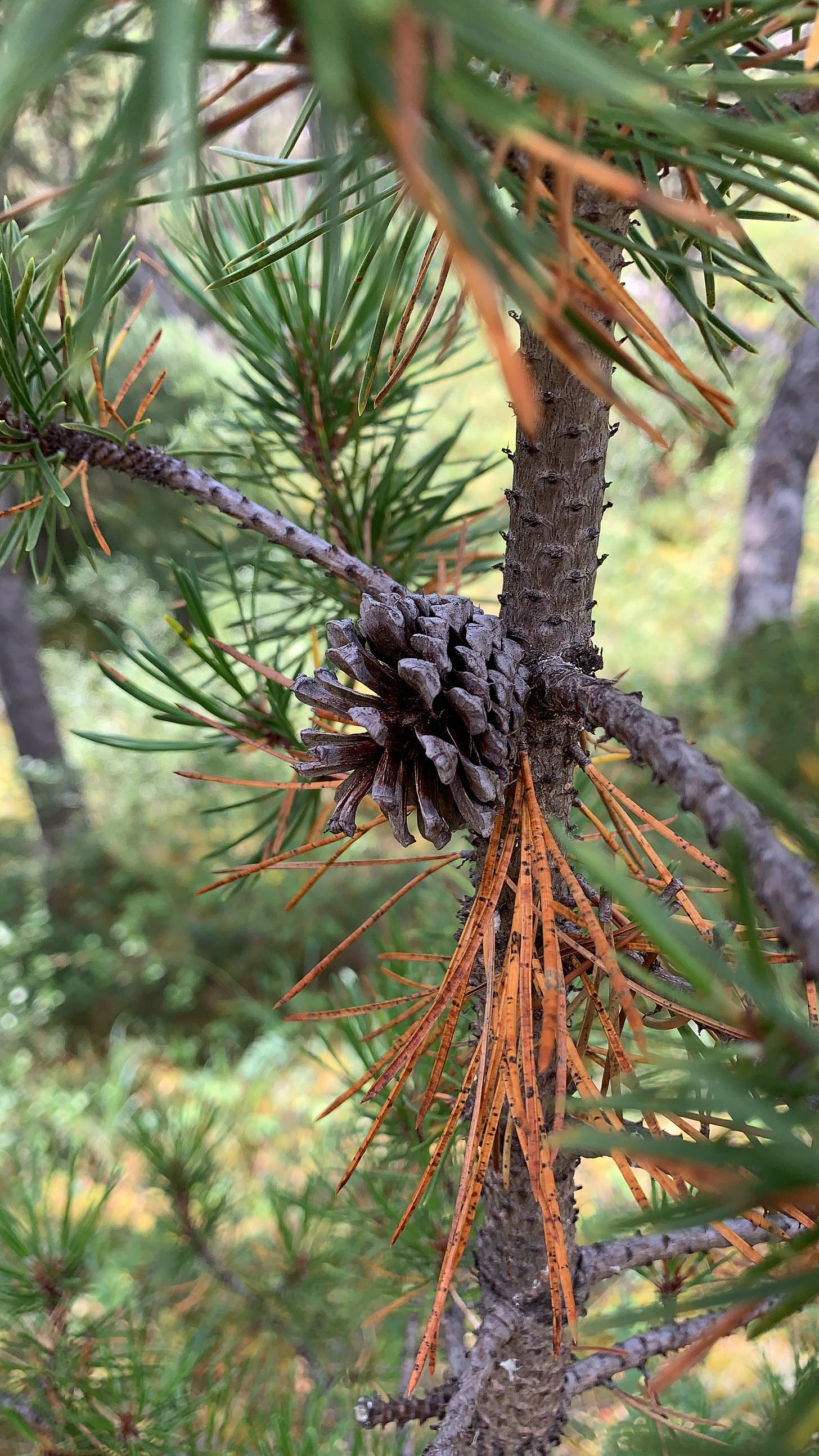 A pine cone and brown needles