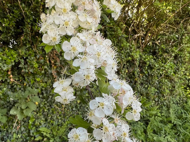 A close-up photo of a branch covered in clusters of small white hawthorn blossoms, each with delicate stamens and light green leaves. The background is filled with lush greenery, including ivy and trees, suggesting a woodland or hedgerow setting in spring.