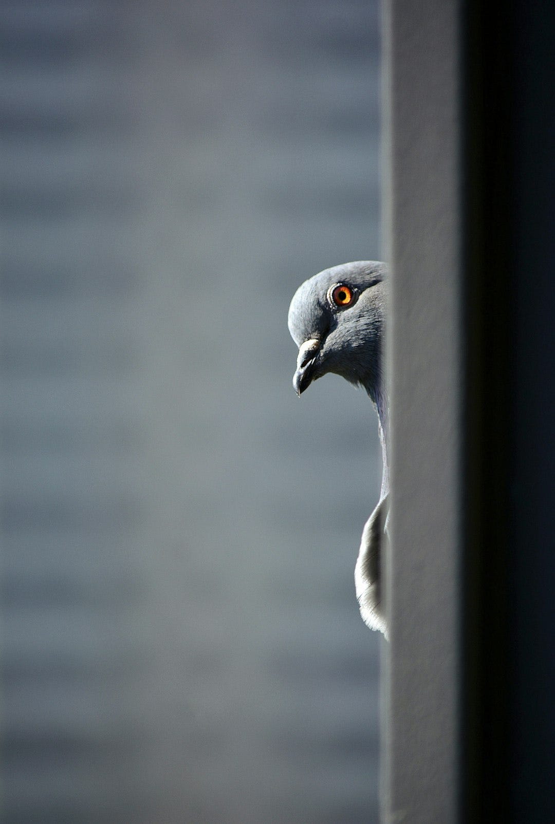 gray and white bird on gray metal bar gray and white bird on gray metal bar