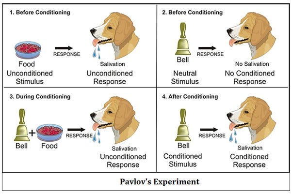 What else did Pavlov's dogs do besides salivate when he rang the dinner  bell? Why was that so significant? - Quora