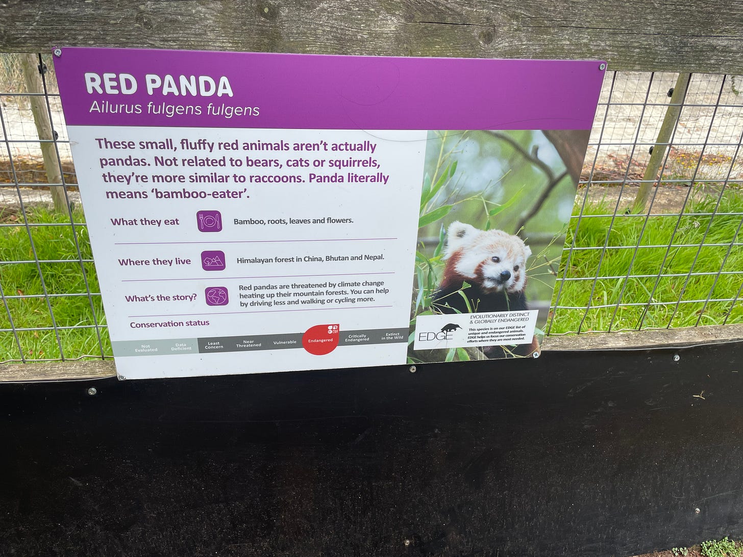 a sign describing the Red Panda. One of the main reasons for it being threatened is climate change. it suggests driving less to help tackle it