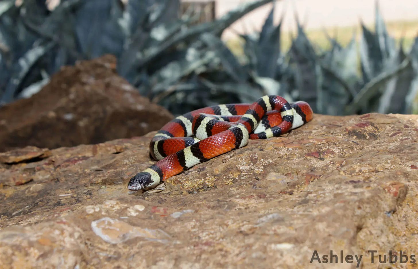 Milk Snake - Facts, Diet, Habitat & Pictures on Animalia.bio