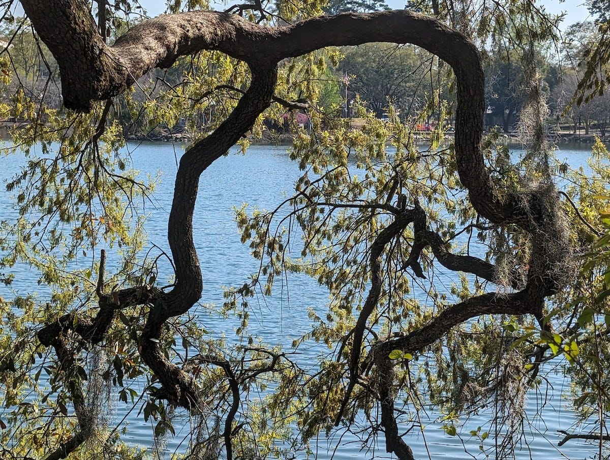 photo of the lake through an interesting tree limb on my daily walk
