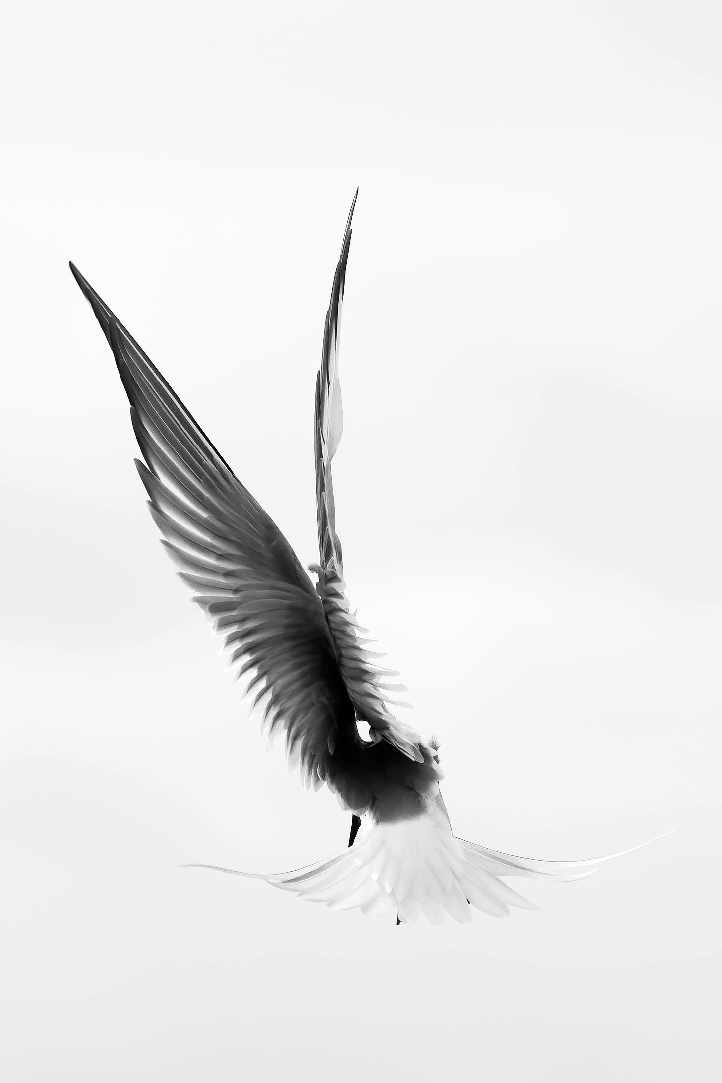 Arctoc tern in flight