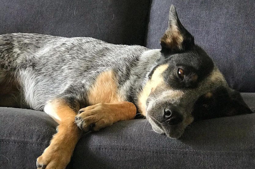 Scout the blue heeler lounging on our apartment couch