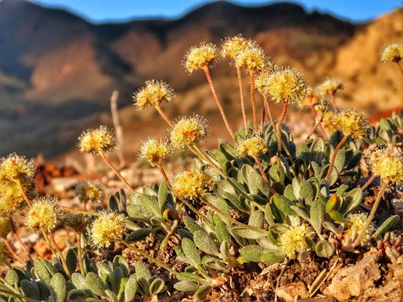 closeup of a small patch of wildflowers with fuzzy green ovate leaves in rosettes at the base of the plants, and white-yellow flower clusters held above the leaves on short stems. out of focus mountains in background.