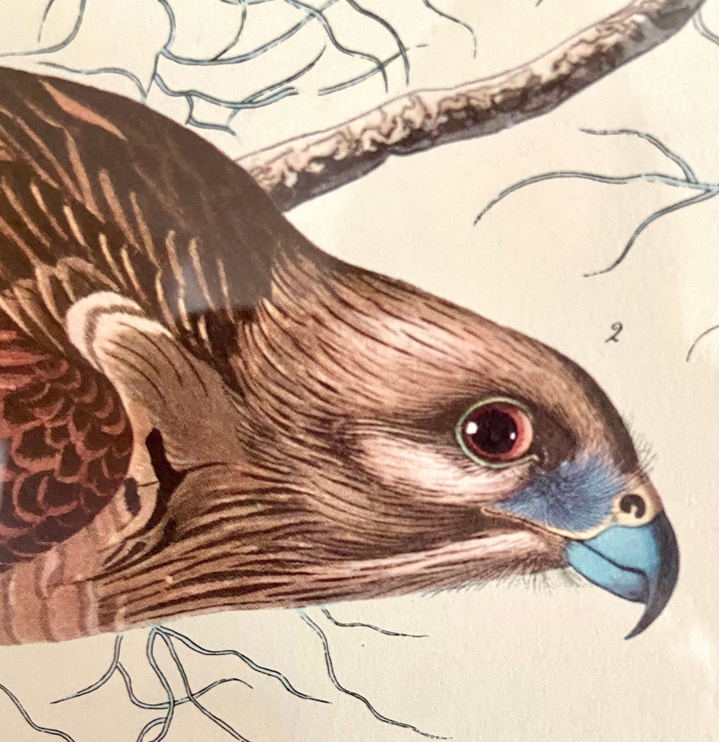 Impressive vintage Audubon bird color lithograph wall art of “ Red-sho –  Lillian Grey