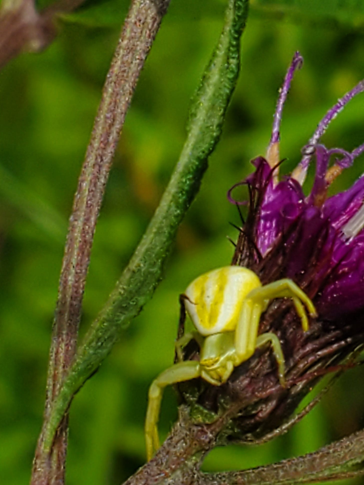 A crab spider at the base of a purple flower