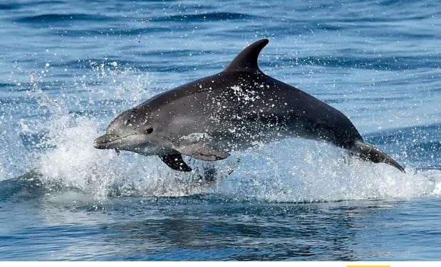 Russia Deploys Military Dolphins to Thwart Ukrainian Underwater Attack