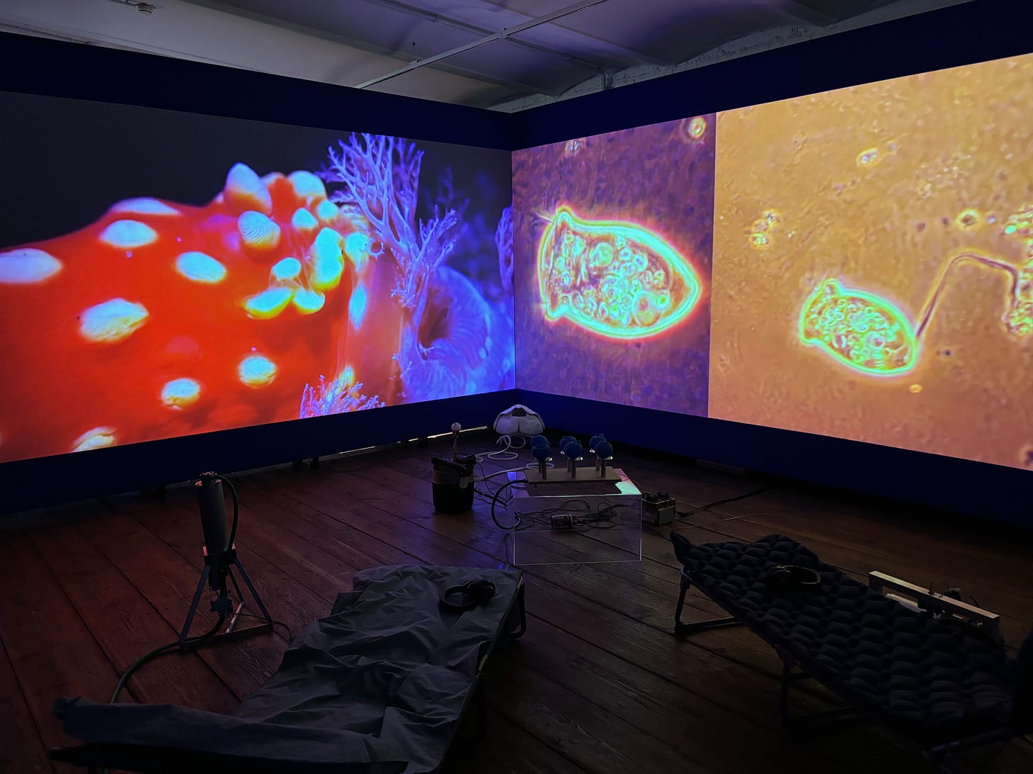 Microscopic images projected on screen at a museum exhibit