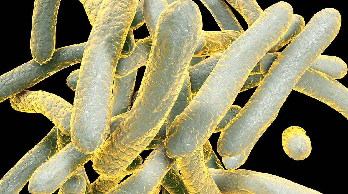Mycobacterium tuberculosis photographed through a microscope