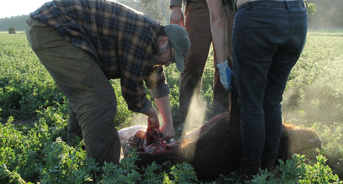 Hank gutting a wild hog in California, years ago. 