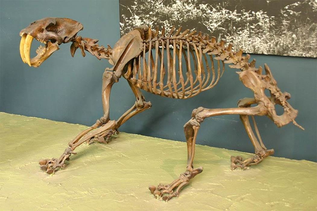 Smilodon is one of the most famous prehistoric mammals and the best-known saber-toothed cat, more commonly known as the saber-toothed tiger, that lived in the Americas during the Pleistocene epoch (2.5 mya – 10,000 years ago).(CC BY-SA 2.0)