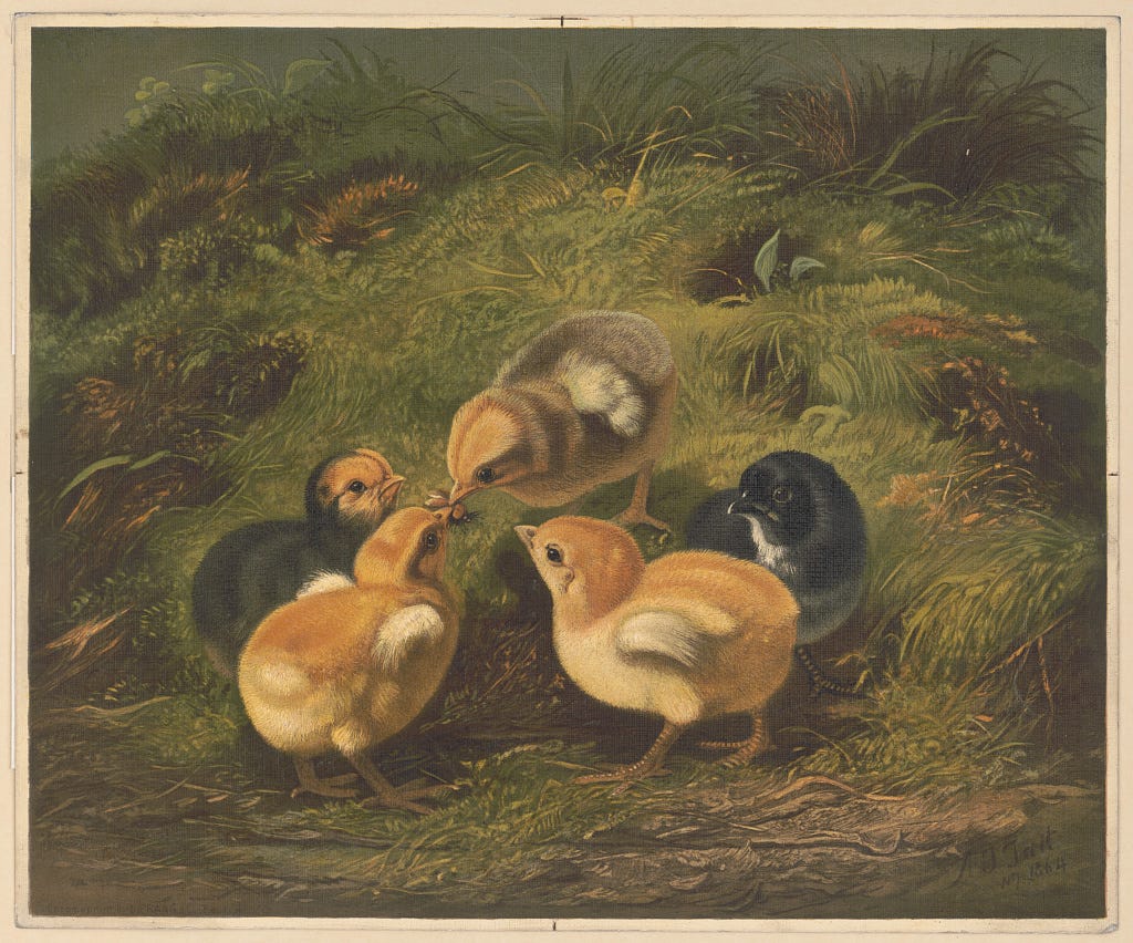 Five chicks of various colors -- yellow, yellow with a gray back, black with a yellow face, and black with a white spot.