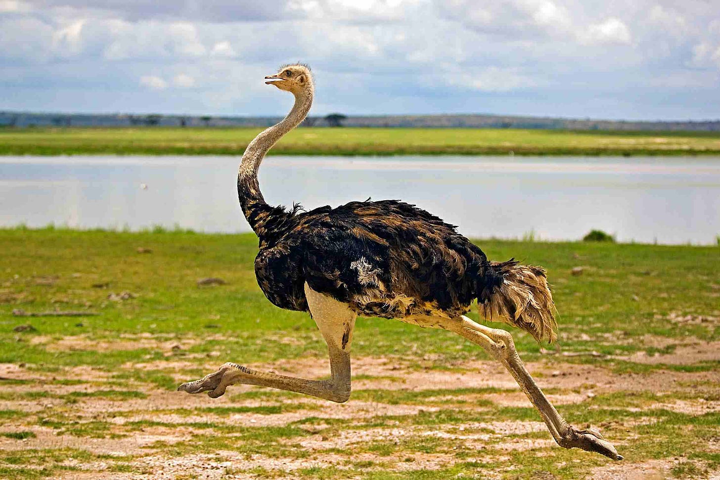 Ostrich Pictures