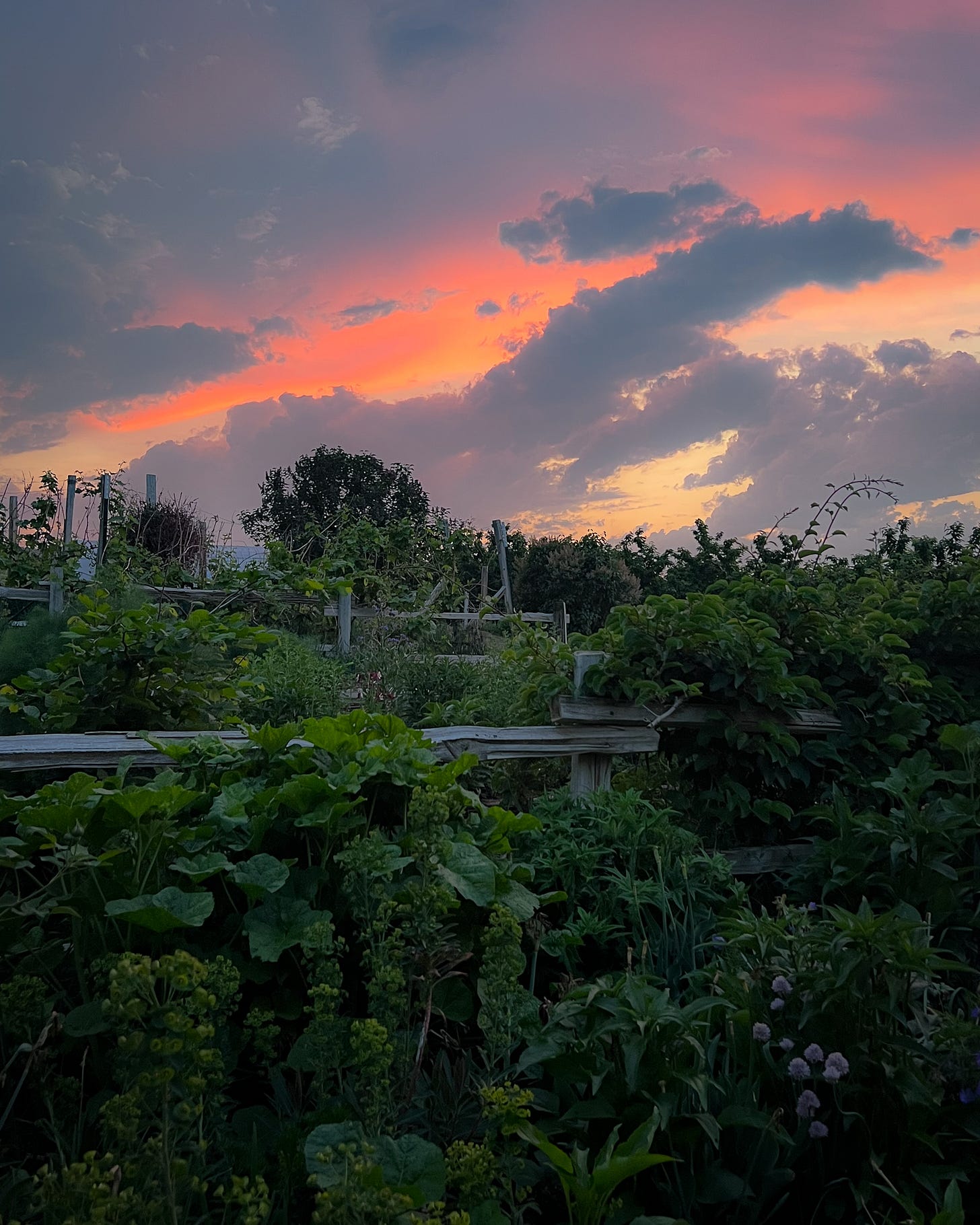 Cottage garden | The Elliott Homestead (.com)