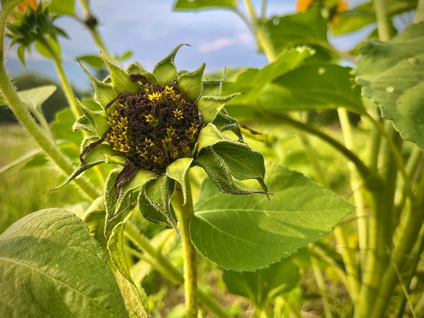 a sunflower gone to seed