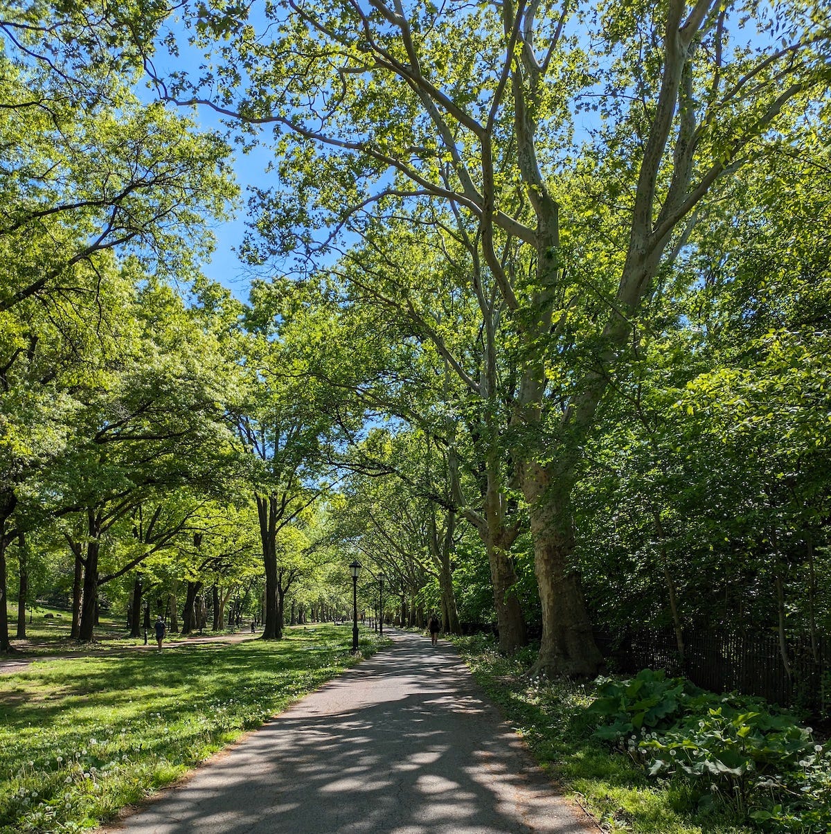 Photo of a path inside a park, with trees and grass, all very green, and a bright blue cloudless sky above.