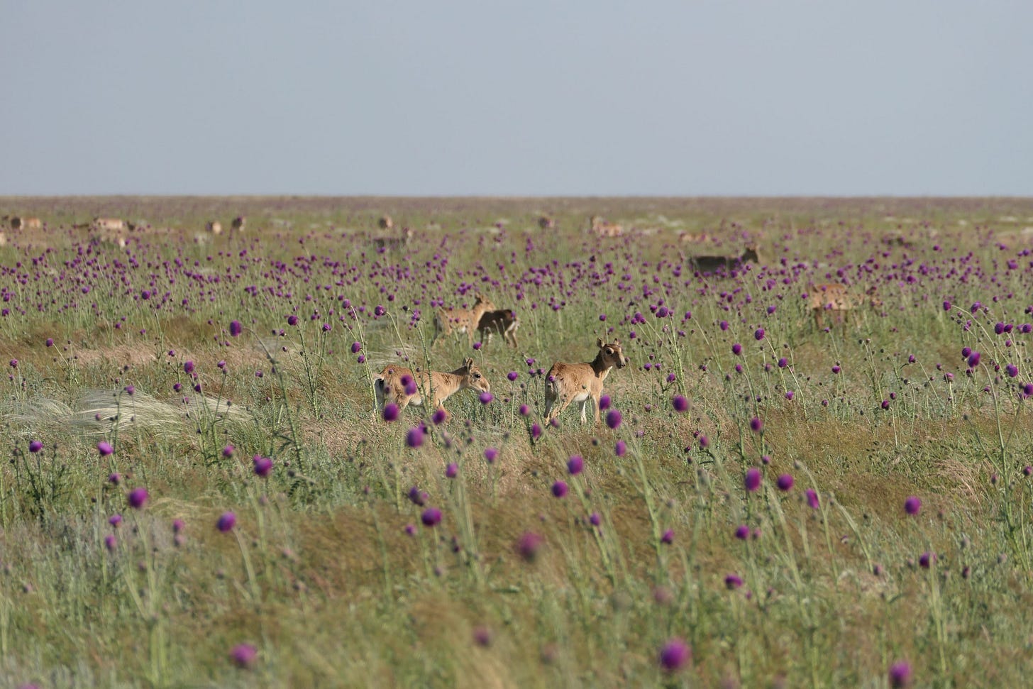 Planning the restoration of the Kazakh Steppe: Learning from the past,  restoring for the future | Endangered Landscapes & Seascapes Programme