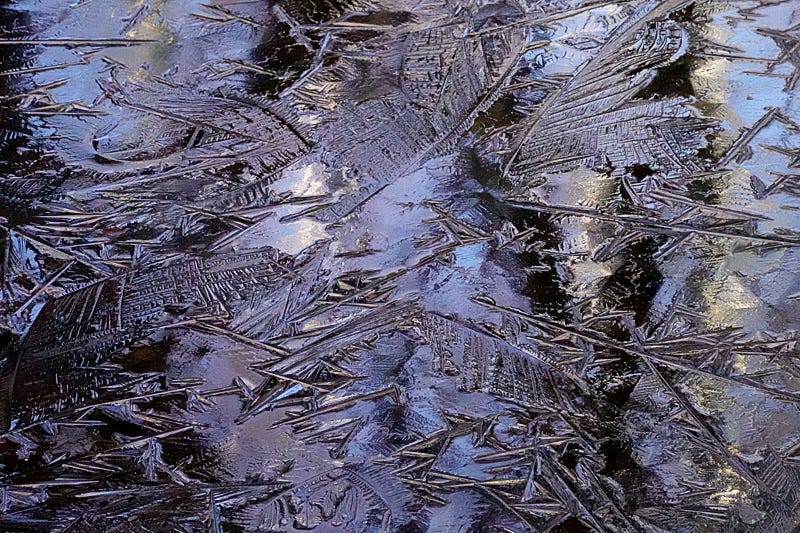 The black and white of birch trees and blue of sky reflected in contoured and etched ice