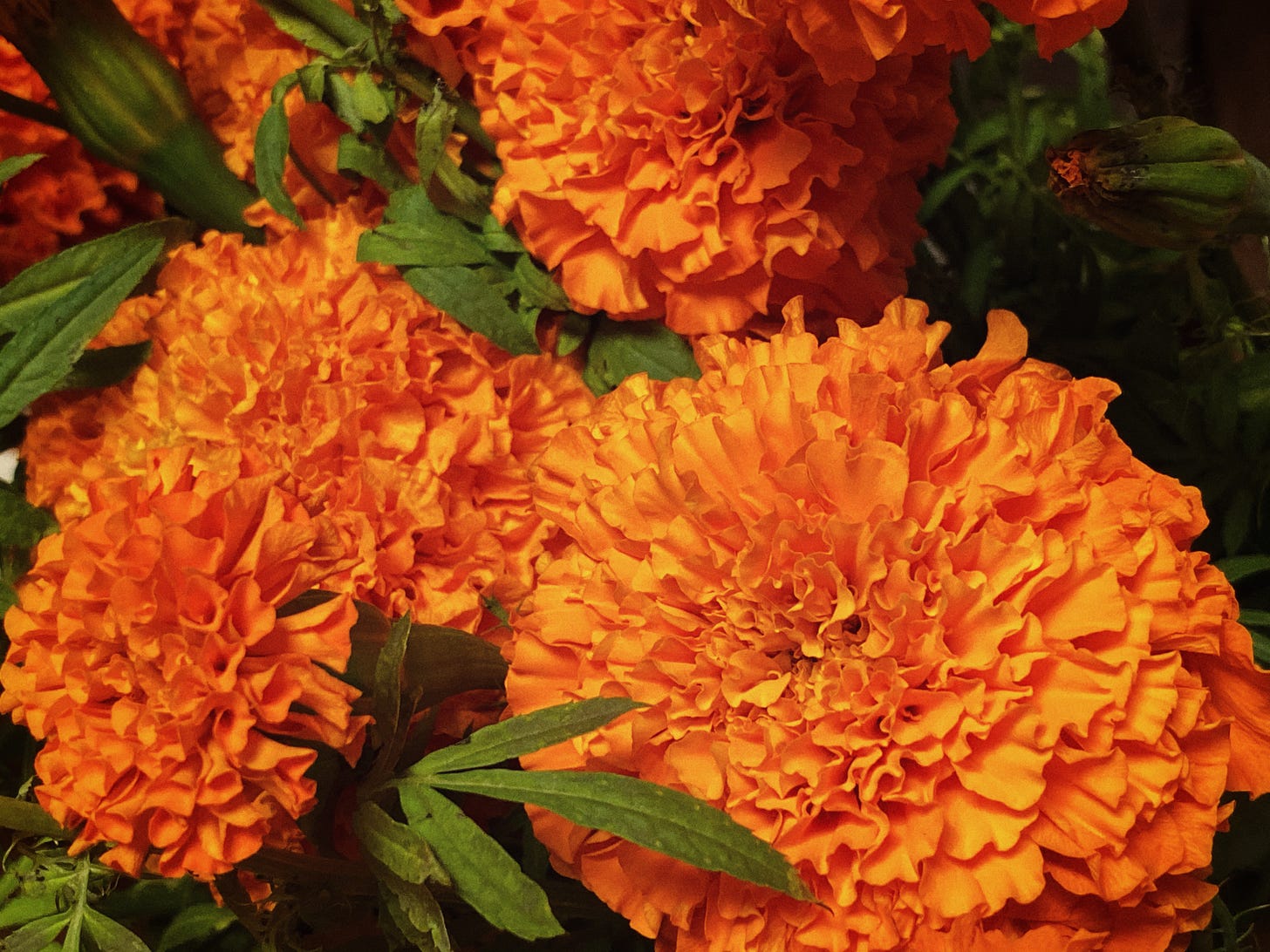 A close up picture of beautifully full, happy orange marigolds and leaves.