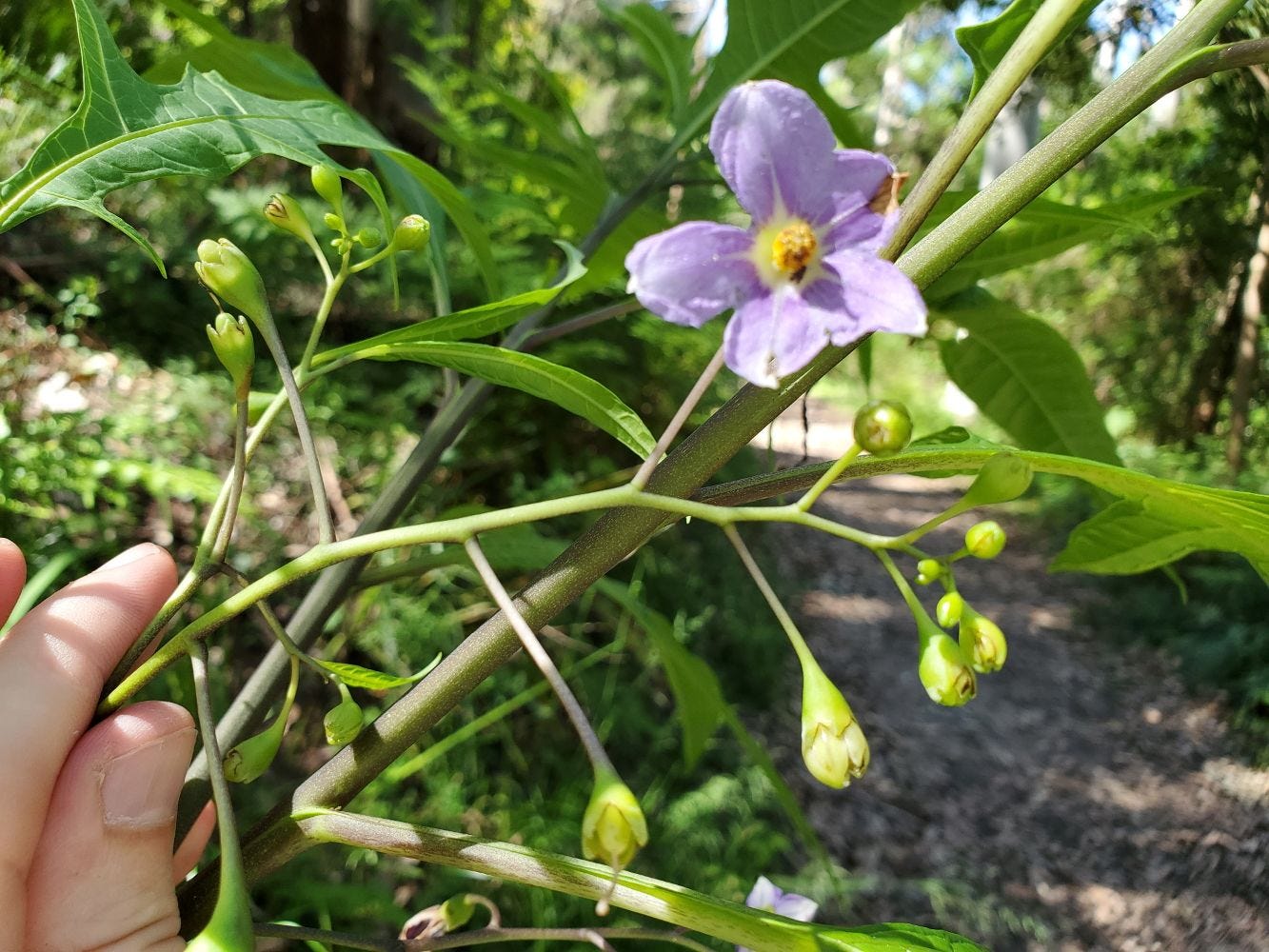 Solanum aviculare [flower & buds] 20221120_154758 sml.jpg