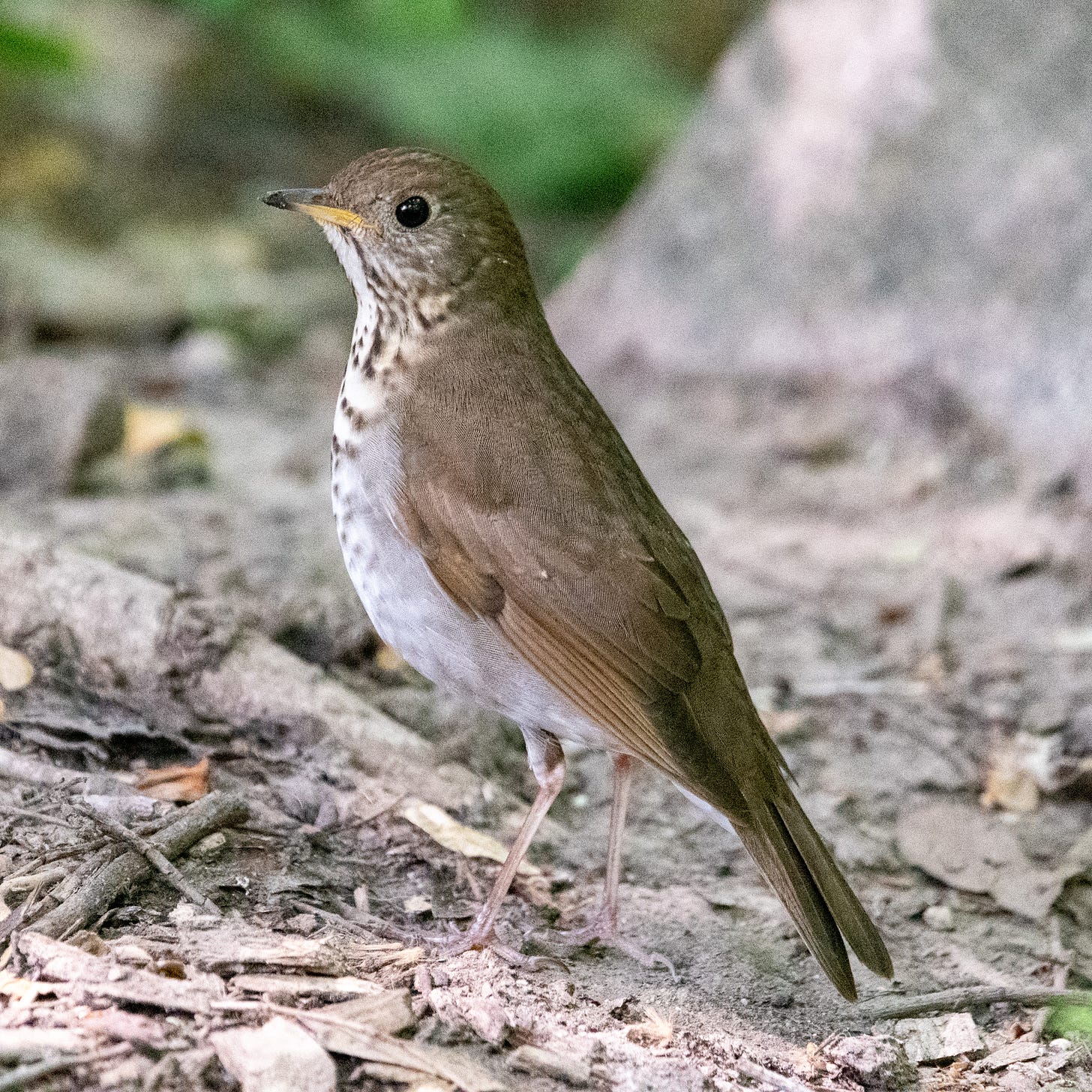 A Bicknell's thrush standing tall on ground littered with leaf debris and twigs