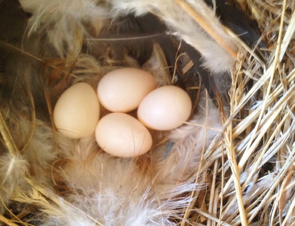 Looking down on four creamy white eggs glowing in a nest of dried grasses and white feathers